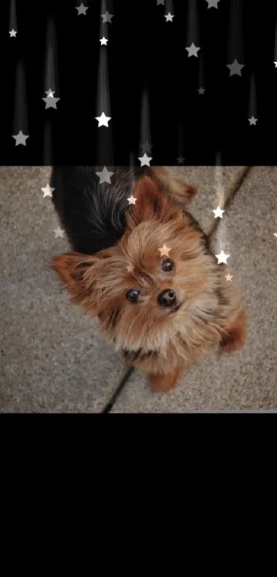 Cute puppy looking upwards on a textured stone path background.