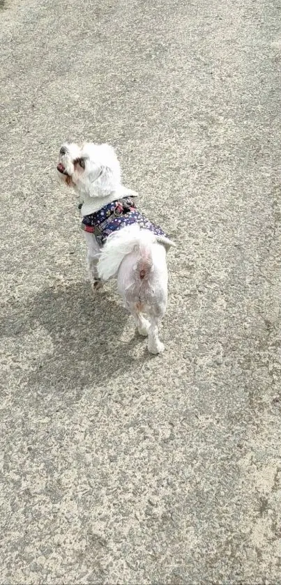 Small white dog walking on a sunlit road.