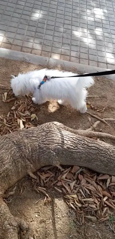 Fluffy white dog on a leash, exploring nature.