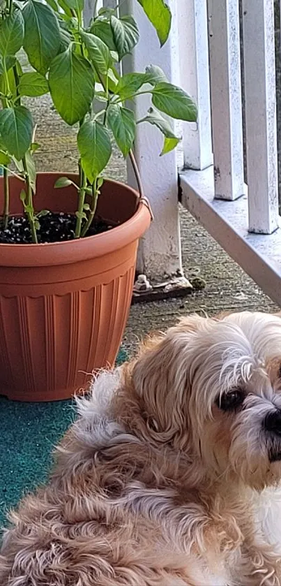 Cute dog on a balcony beside a potted plant.