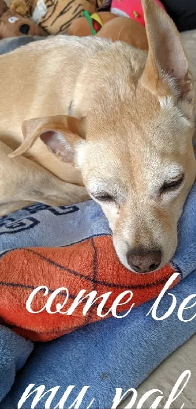 Sleepy dog on a blue blanket with text inviting companionship.