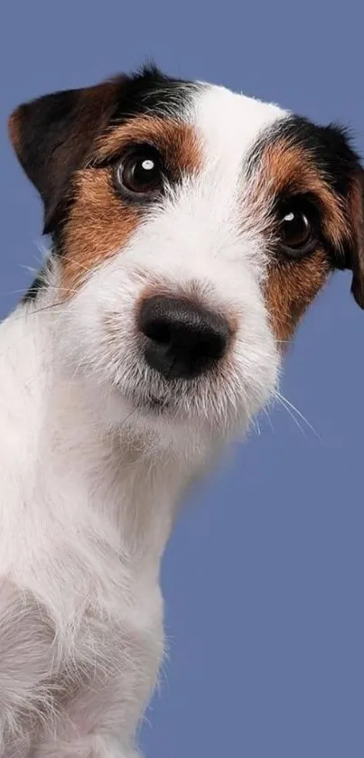 Cute Jack Russell Terrier on blue background wallpaper.