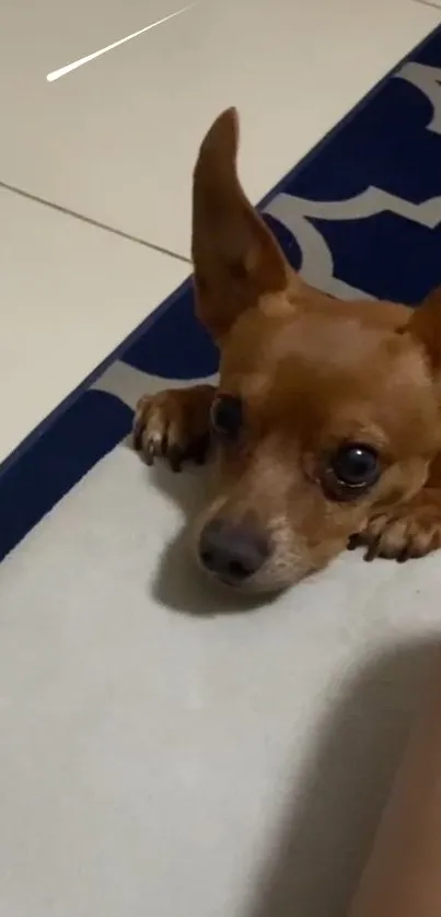 A cute small dog resting on a patterned carpet.