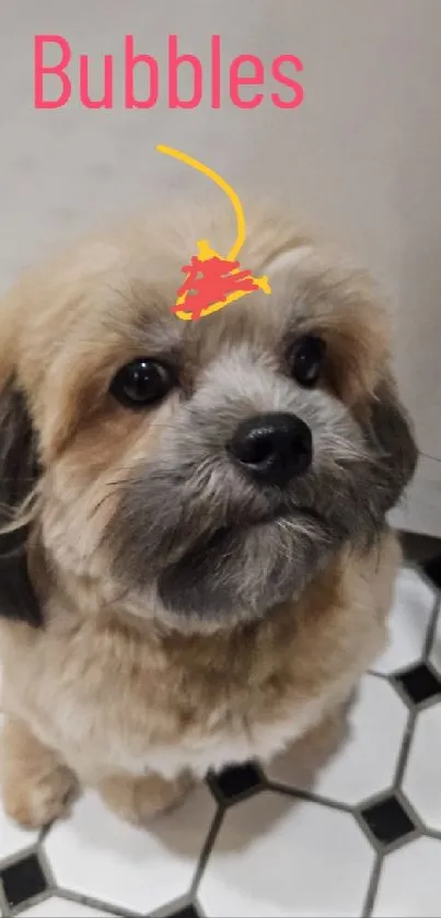 Cute fluffy dog sitting on checkered floor