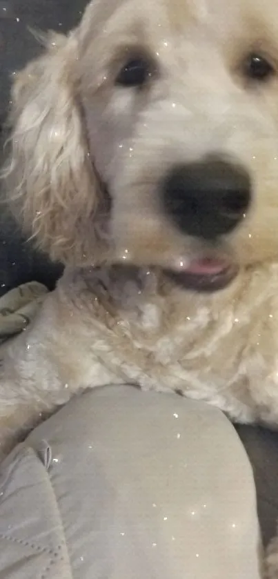 Fluffy dog lying on a cozy couch, looking playful and adorable.