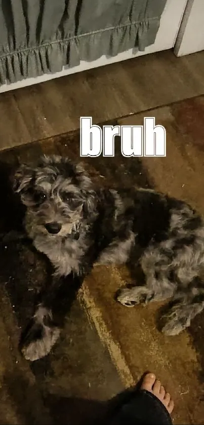 Fluffy dog lying on a rug with 'bruh' text overlay.