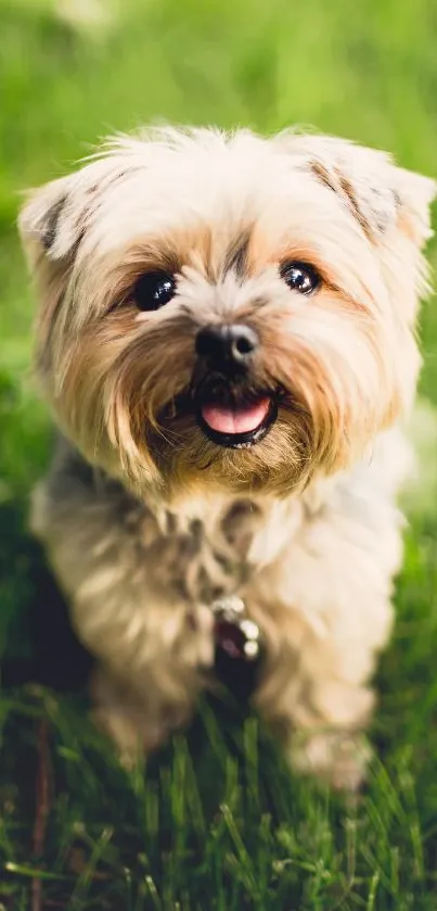 Adorable fluffy dog smiling on green grass.