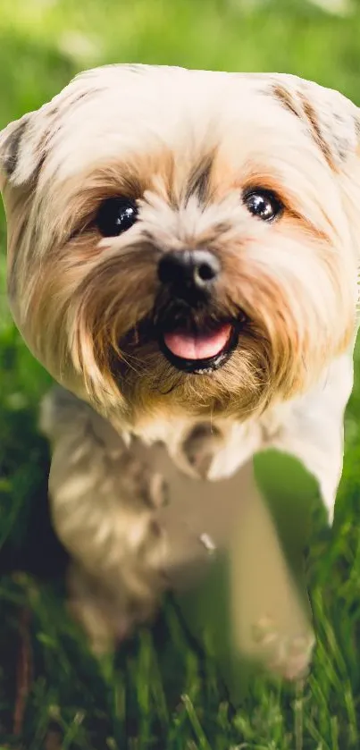 Cute dog sitting on bright green grass with a happy expression.