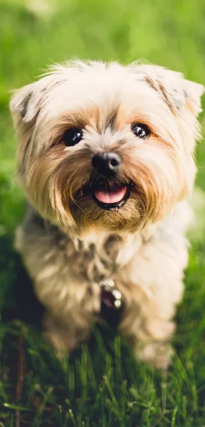 Cute dog sitting on lush green grass, smiling happily.