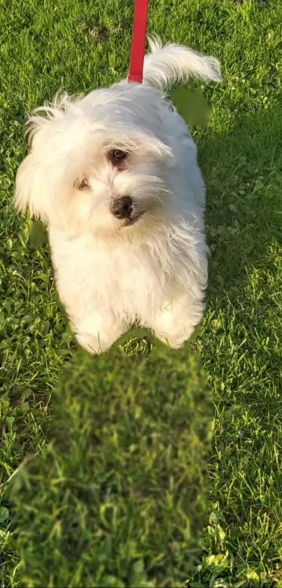 Fluffy white dog standing on vibrant green grass