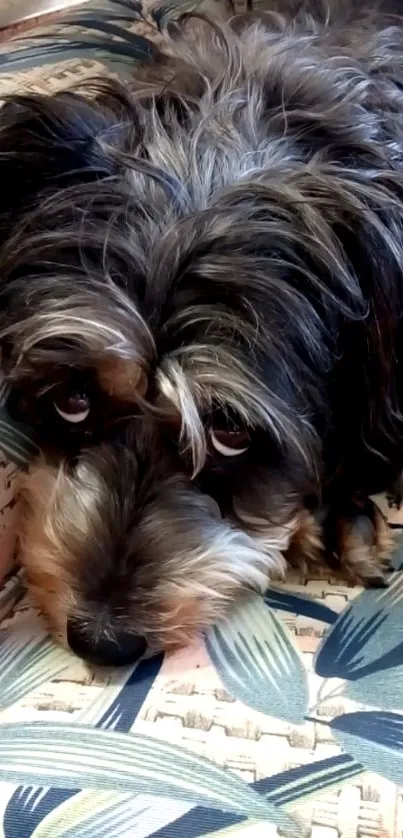 Fluffy dog lounging on a leaf-patterned cushion.