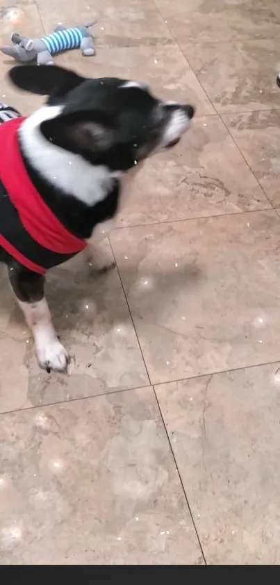 Black and white dog in red sweater on beige marble floor.