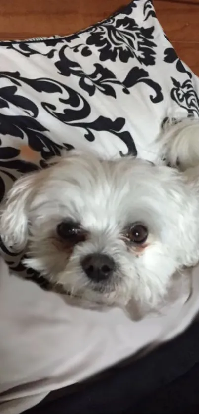 Cute white dog on black and white patterned pillow background.