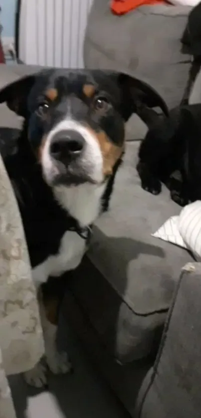 Cute dog sitting on a grey sofa in a cozy room setting.