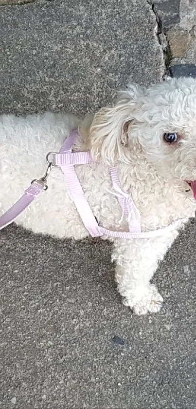 Fluffy white dog standing on a stone pavement.