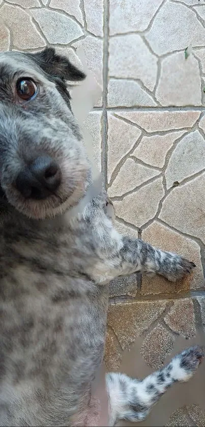 Cute furry dog resting on beige stone tiles.