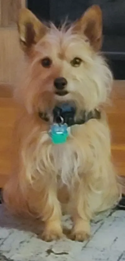 Cute terrier dog sitting on a wooden floor with a teal collar.