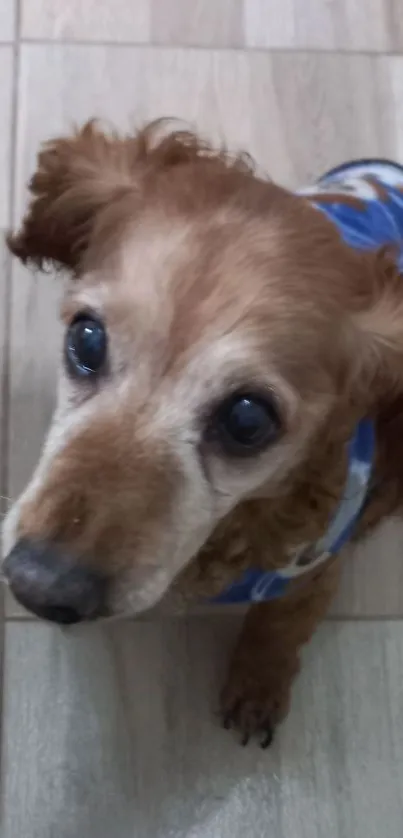 Adorable dog with a blue coat on wooden floor.