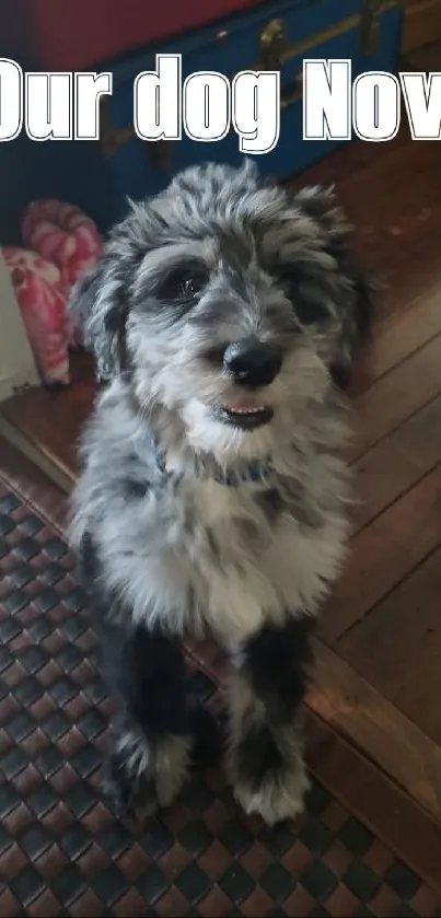 Adorable fluffy dog on a wooden floor indoors, exuding warmth.