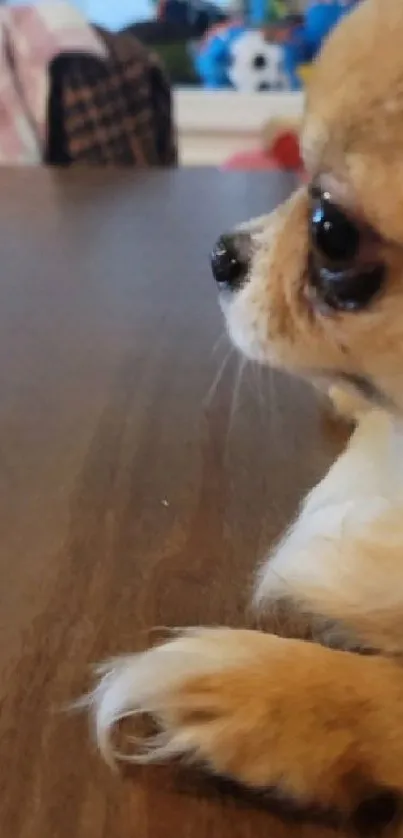 Adorable dog with paws on a wooden table.