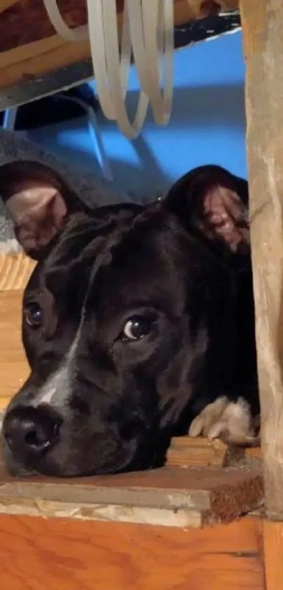 Cute dog peeking through wooden beams.