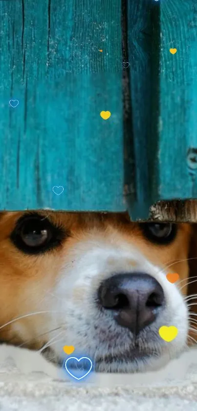 Adorable dog peeks under turquoise fence with colorful hearts on wallpaper.