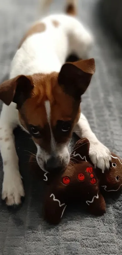 Small dog playing with a toy on a gray sofa.