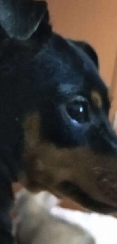 Profile of a cute dog with a brown background.