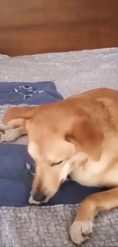 Cute dog lounging on a comfortable bedspread in a cozy room setting.