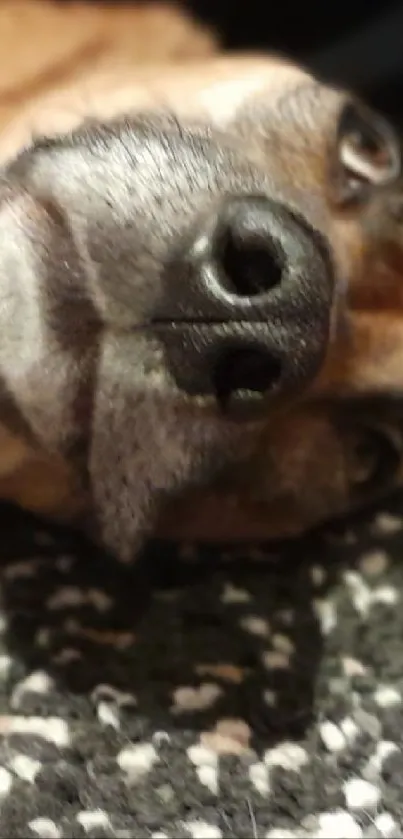 Adorable dog resting on gray blanket in a relaxed pose.