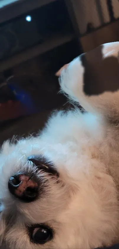 Fluffy white dog lying down, looking cute and relaxed on a dark background.