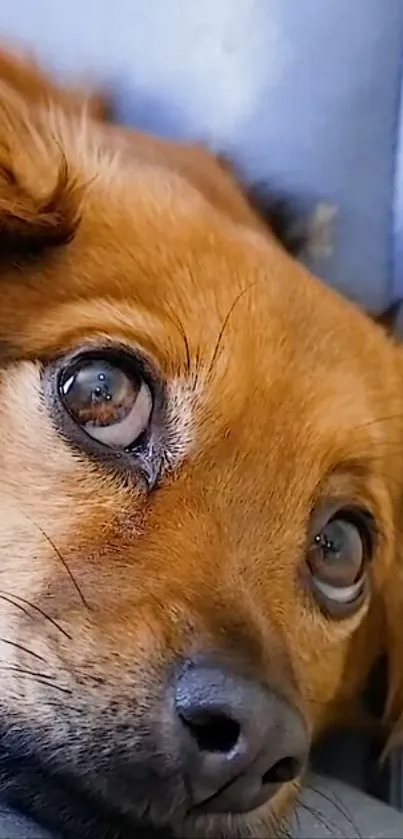 Adorable brown dog resting and relaxing indoors.