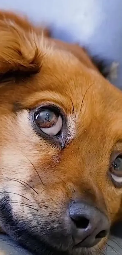 Close-up of a cute brown dog lying down, perfect mobile wallpaper.