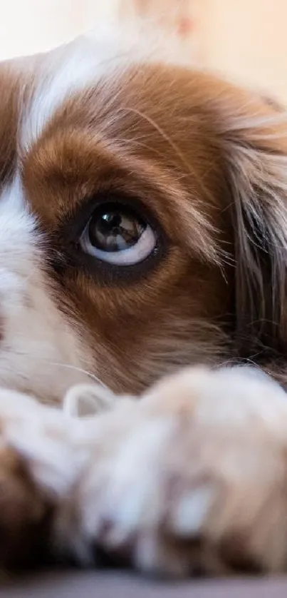 Adorable dog lounging on a couch, showcasing cute brown and white fur.