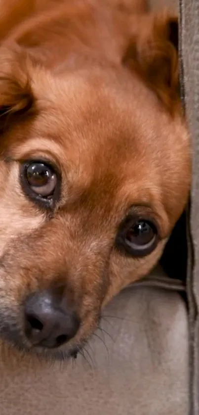 Cute brown dog relaxing on a leather couch wallpaper.