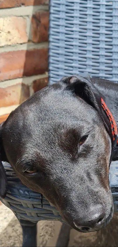 Cute black dog resting on a blue wicker chair outdoors.