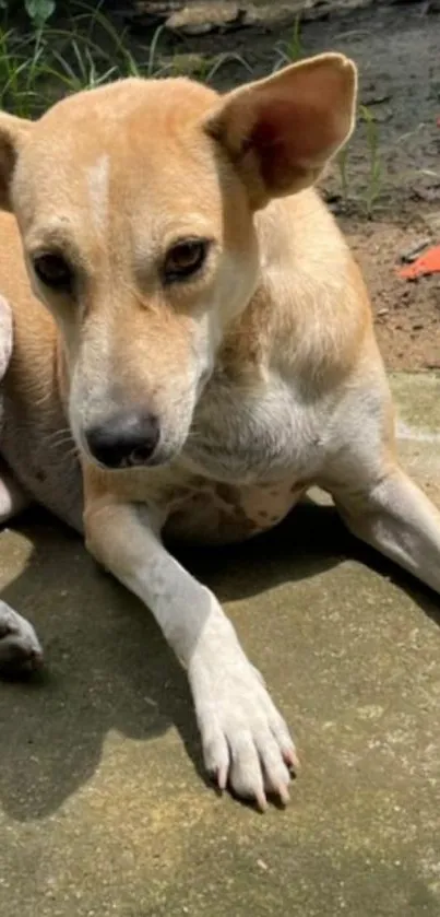 A cute brown dog resting on a concrete path.