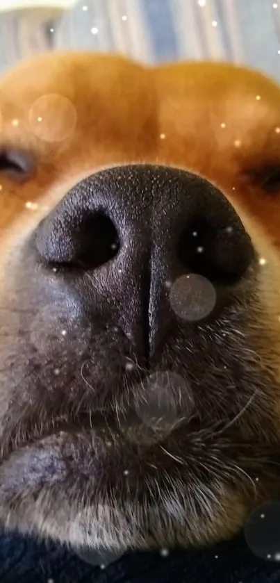 Close-up of a cute dog peacefully sleeping with gentle bokeh background.