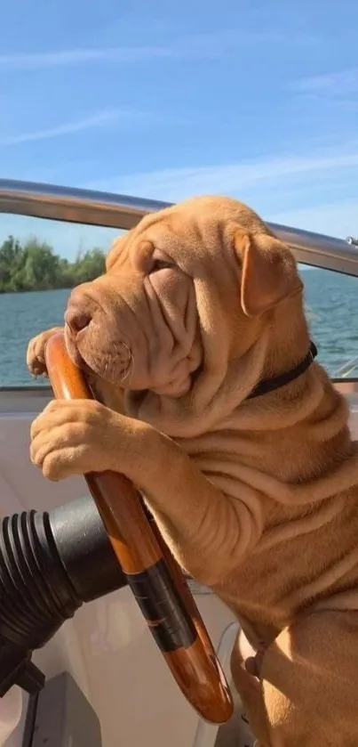 Cute brown dog steering a boat on a sunny day wallpaper.