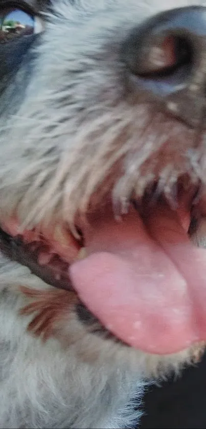 Close-up of a happy dog's tongue and nose.