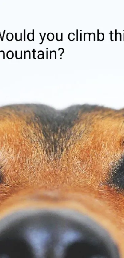 Close-up of a dog's face with text asking, 'Would you climb this mountain?'