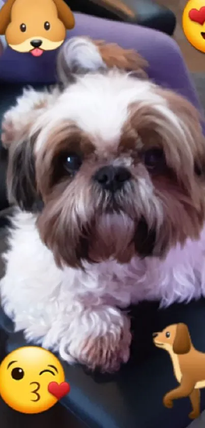 Cute Shih Tzu surrounded by emojis on a sofa.