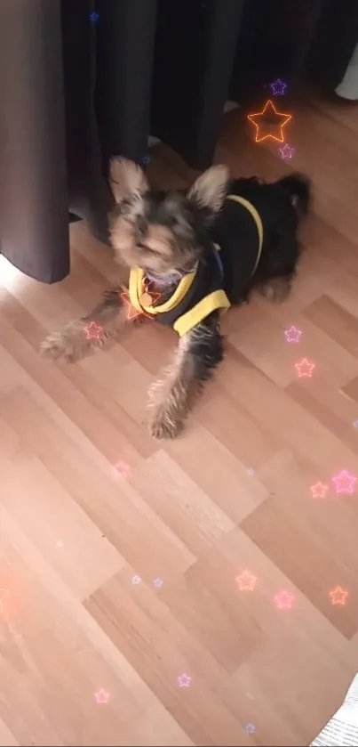 Cute small dog with starry effects on a wooden floor.