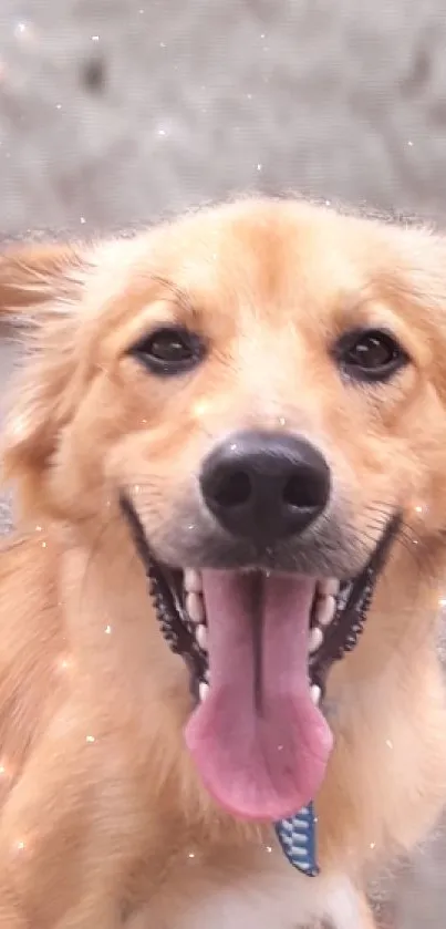 Cute golden dog smiling with tongue out.