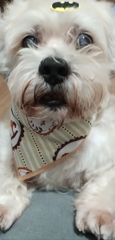 Fluffy white dog with Batman accessory bandana.