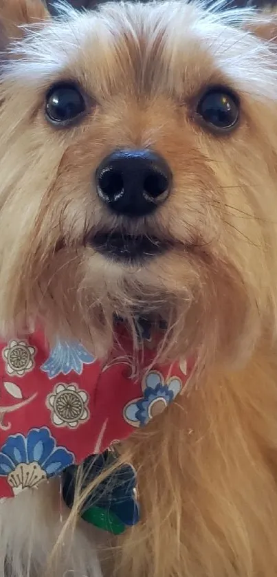 Adorable dog with a floral bandana and fluffy coat.