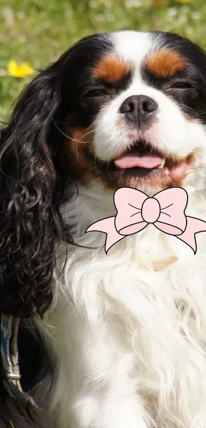 Adorable Cavalier King Charles Spaniel with pink bow tie in outdoor setting.