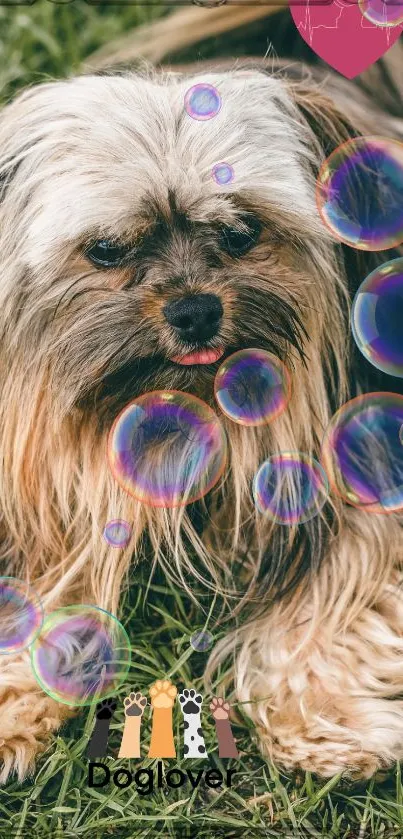 Cute dog surrounded by colorful bubbles on grass.