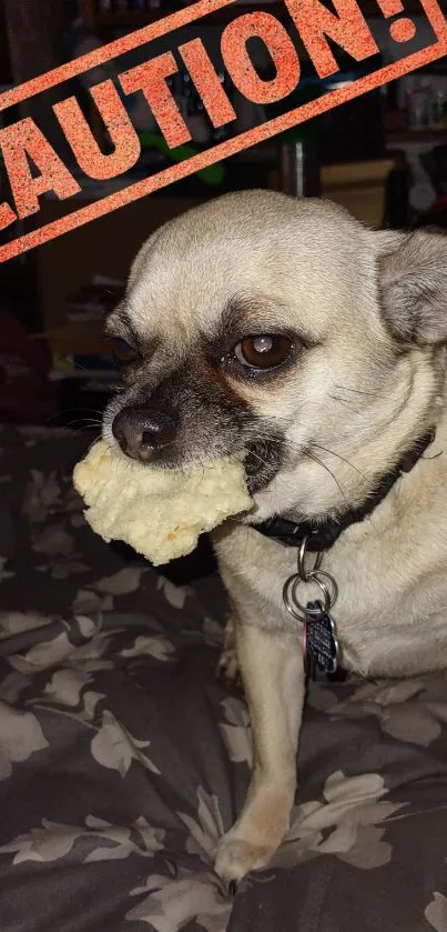 Cute dog with snack and caution sign on bed.