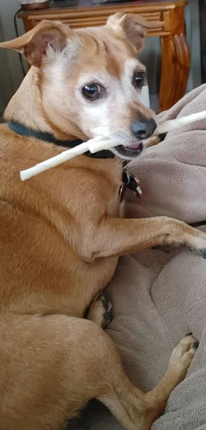 Cute brown dog with a chew stick on a blanket.